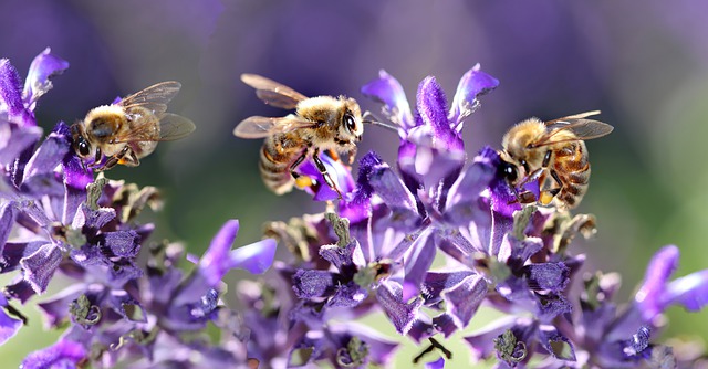 včely.jpg