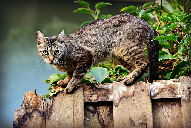 Mačka na plote.jpg